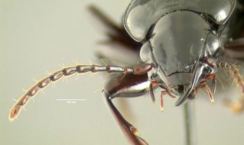 Media type: image;   Entomology 600480 Aspect: head frontal view